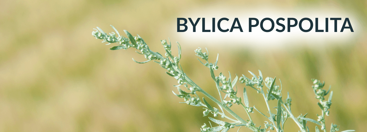 Bylica pospolita.png