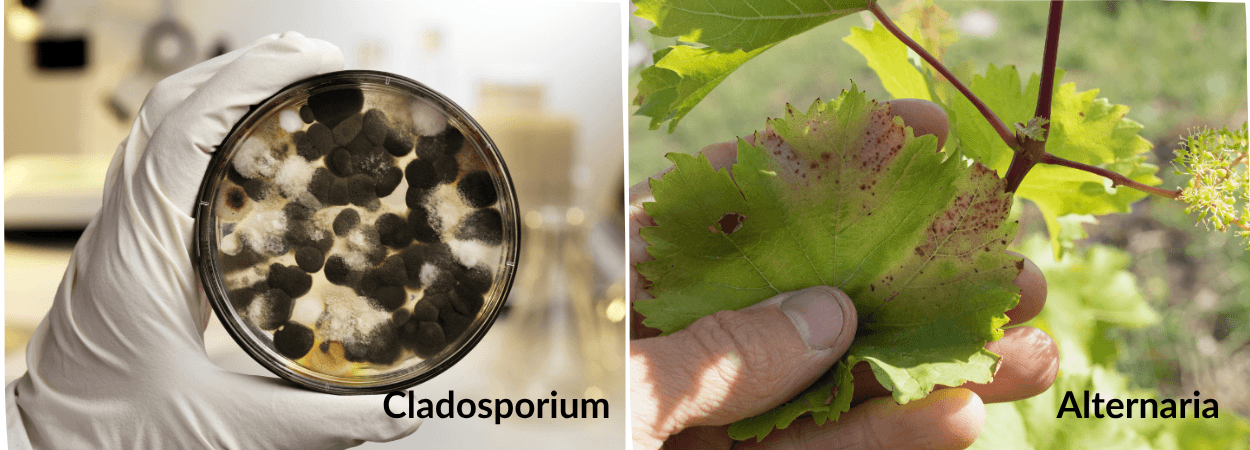 Cladosporium i Alternaria.png