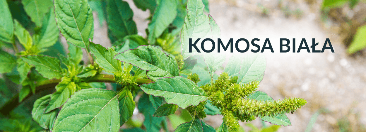 Komosa biała.png