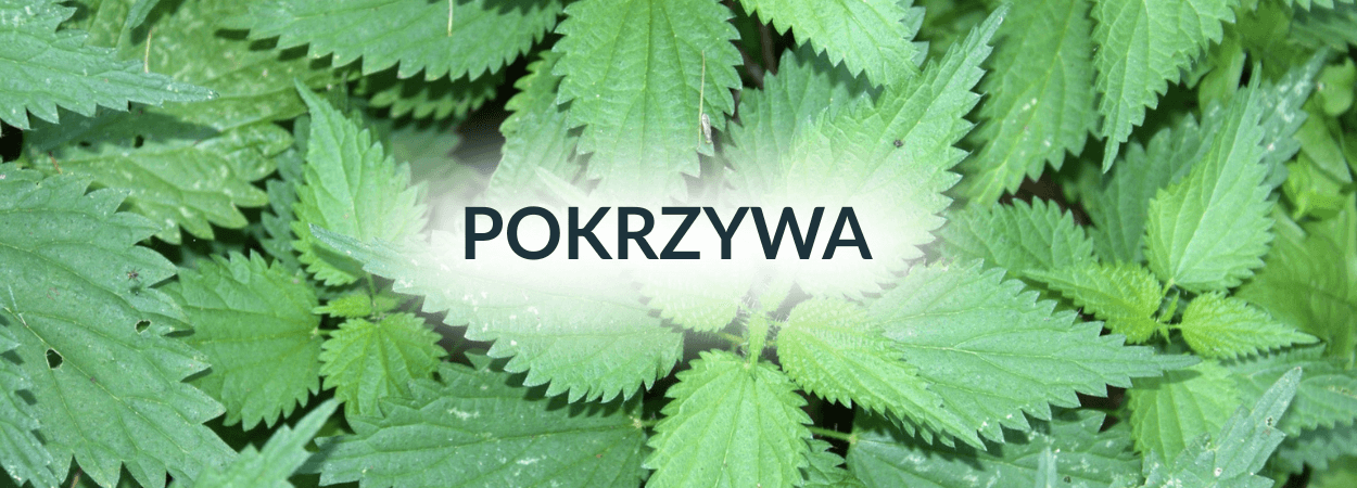 Pokrzywa.png