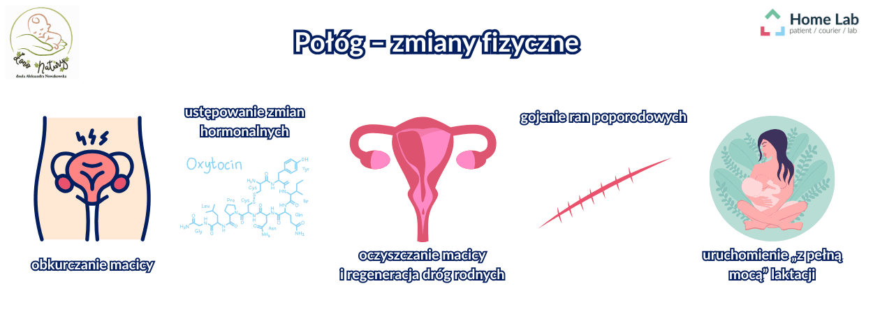 połóg zmiany fiz.png